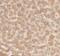 Complement C4-A antibody, FNab01111, FineTest, Immunohistochemistry paraffin image 