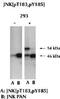 Mitogen-Activated Protein Kinase 9 antibody, ab4821, Abcam, Western Blot image 