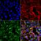 Dityrosine antibody, MA5-27575, Invitrogen Antibodies, Immunofluorescence image 