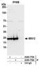 MIS12 Kinetochore Complex Component antibody, A300-776A, Bethyl Labs, Immunoprecipitation image 