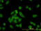 Cnap1 antibody, LS-C133608, Lifespan Biosciences, Immunofluorescence image 