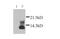 X-C Motif Chemokine Ligand 1 antibody, GTX27220, GeneTex, Western Blot image 