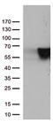 Vimentin antibody, UM800054, Origene, Western Blot image 