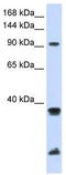 E3 ubiquitin-protein ligase BRE1A antibody, TA330448, Origene, Western Blot image 