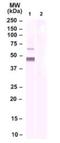 Neuropeptide FF Receptor 2 antibody, NBP2-24878, Novus Biologicals, Western Blot image 
