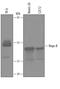 NUS1 Dehydrodolichyl Diphosphate Synthase Subunit antibody, PA5-47807, Invitrogen Antibodies, Western Blot image 
