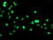 General Transcription Factor IIF Subunit 1 antibody, TA503372, Origene, Immunofluorescence image 