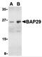 B Cell Receptor Associated Protein 29 antibody, 3669, ProSci Inc, Western Blot image 