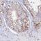 Chromosome 12 Open Reading Frame 60 antibody, HPA043911, Atlas Antibodies, Immunohistochemistry frozen image 