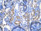 SERPINA1 antibody, AVARP00015_T100, Aviva Systems Biology, Immunohistochemistry frozen image 