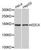 Enhancer Of MRNA Decapping 4 antibody, MBS129027, MyBioSource, Western Blot image 