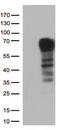 Docking protein 3 antibody, TA813141S, Origene, Western Blot image 