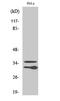 Complement C1q Like 2 antibody, A18194-2, Boster Biological Technology, Western Blot image 
