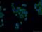 Eukaryotic Translation Initiation Factor 2 Alpha Kinase 3 antibody, 20582-1-AP, Proteintech Group, Immunofluorescence image 