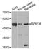 Speedy/RINGO Cell Cycle Regulator Family Member A antibody, A2153, ABclonal Technology, Western Blot image 