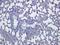 p38 antibody, orb318865, Biorbyt, Immunohistochemistry paraffin image 