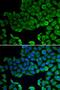 Vacuolar Protein Sorting 4 Homolog A antibody, LS-C346226, Lifespan Biosciences, Immunofluorescence image 