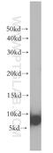 Protein S100-A3 antibody, 12343-1-AP, Proteintech Group, Western Blot image 