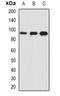 Synaptosome Associated Protein 91 antibody, orb341167, Biorbyt, Western Blot image 