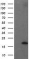 Ubiquitin-conjugating enzyme E2 G2 antibody, TA505260, Origene, Western Blot image 