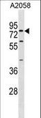 Synaptotagmin 16 antibody, LS-C156187, Lifespan Biosciences, Western Blot image 