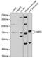 Myeloperoxidase antibody, 15-177, ProSci, Western Blot image 