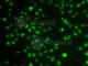 POU domain, class 6, transcription factor 1 antibody, A7299, ABclonal Technology, Immunofluorescence image 