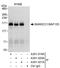 SWI/SNF complex subunit SMARCC1 antibody, A301-019A, Bethyl Labs, Immunoprecipitation image 