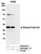 40S ribosomal protein S3a antibody, A305-001A, Bethyl Labs, Immunoprecipitation image 