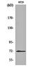 ATP Binding Cassette Subfamily G Member 2 (Junior Blood Group) antibody, orb159799, Biorbyt, Western Blot image 