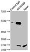Synaptojanin-2-binding protein antibody, CSB-PA023018LA01HU, Cusabio, Immunoprecipitation image 