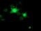 RB Binding Protein 9, Serine Hydrolase antibody, TA501718, Origene, Immunofluorescence image 