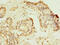 Hippocalcin-like protein 1 antibody, A59418-100, Epigentek, Immunohistochemistry paraffin image 