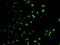 E2F Transcription Factor 6 antibody, PA5-77033, Invitrogen Antibodies, Immunofluorescence image 