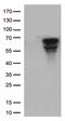 CD5 Molecule antibody, TA802427AM, Origene, Western Blot image 