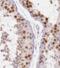 Calmegin antibody, FNab01203, FineTest, Immunohistochemistry frozen image 