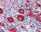 Vascular Endothelial Zinc Finger 1 antibody, 25-291, ProSci, Immunohistochemistry frozen image 