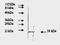 Heparin-binding growth factor 2 antibody, AM09160PU-N, Origene, Western Blot image 