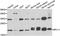 Ribosomal Protein L11 antibody, LS-C334693, Lifespan Biosciences, Western Blot image 