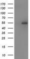Syntrophin Alpha 1 antibody, CF502038, Origene, Western Blot image 