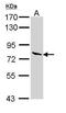 Lactoperoxidase antibody, PA5-29524, Invitrogen Antibodies, Western Blot image 