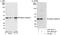 WD Repeat Domain 77 antibody, A301-562A, Bethyl Labs, Western Blot image 