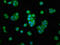 Methionyl Aminopeptidase 2 antibody, LS-C674992, Lifespan Biosciences, Immunofluorescence image 