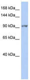 Serine/threonine-protein kinase Nek9 antibody, TA346856, Origene, Western Blot image 