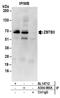 Zinc Finger And BTB Domain Containing 3 antibody, A304-080A, Bethyl Labs, Immunoprecipitation image 