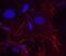 Integrin Subunit Alpha 11 antibody, AF6498, R&D Systems, Immunocytochemistry image 