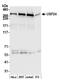 Ubiquitin Specific Peptidase 24 antibody, A300-938A, Bethyl Labs, Western Blot image 