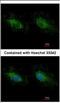 Hexokinase 3 antibody, NBP2-16816, Novus Biologicals, Immunofluorescence image 