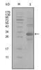 HB2 antibody, AM06237SU-N, Origene, Western Blot image 