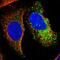 Multimerin 2 antibody, HPA020741, Atlas Antibodies, Immunofluorescence image 
